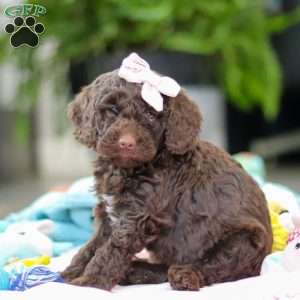 Bella, Mini Goldendoodle Puppy